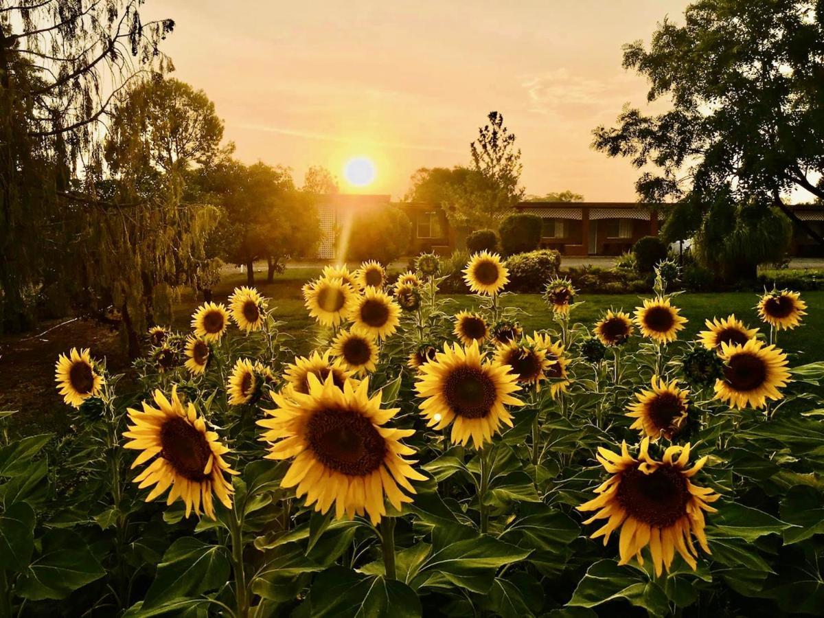 Quirindi Sunflower Motor Inn Exteriér fotografie
